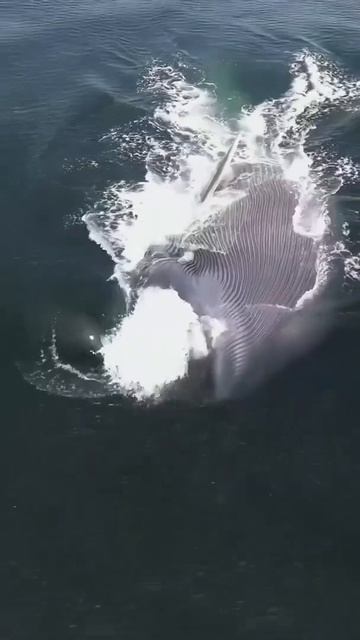 Синий кит... смотреть онлайн