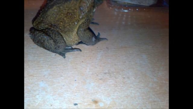 Cane Toad (Bufo marinus) eats Zophobas morio смотреть онлайн