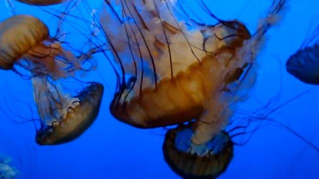 DSC28213.MPG, Sea Nettle, Chrysaora Fuscescens, Monterey Bay Aquarium, Monterey, California, USA смотреть онлайн