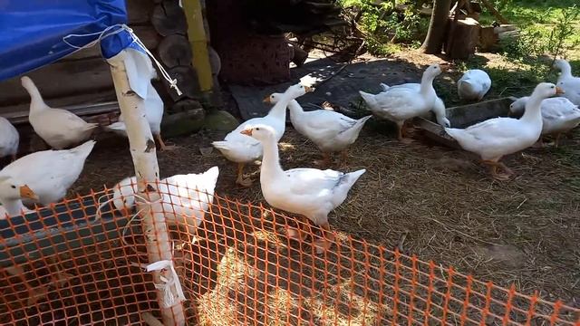 Добавили кормушек смотреть онлайн