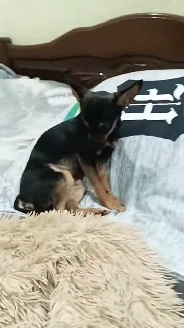 огромные ребят вам спасибо за 61 Подписчик 🎉🎈 боже спасибооооооооо 😭❤ смотреть онлайн