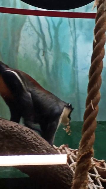 Мартышка Диана смотреть онлайн