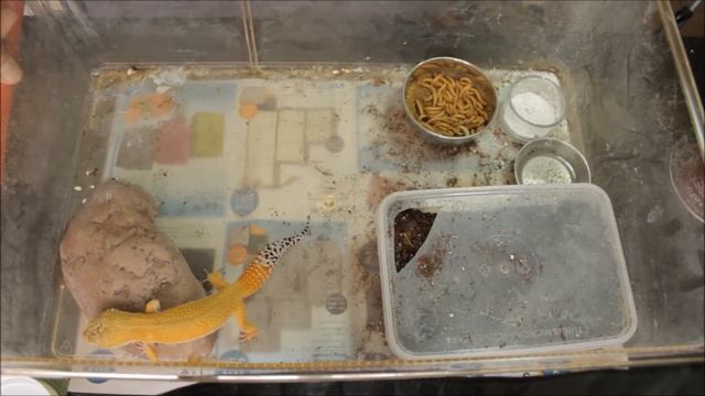 Leopard Gecko Reptiles Room Collection Apr 2014 смотреть онлайн