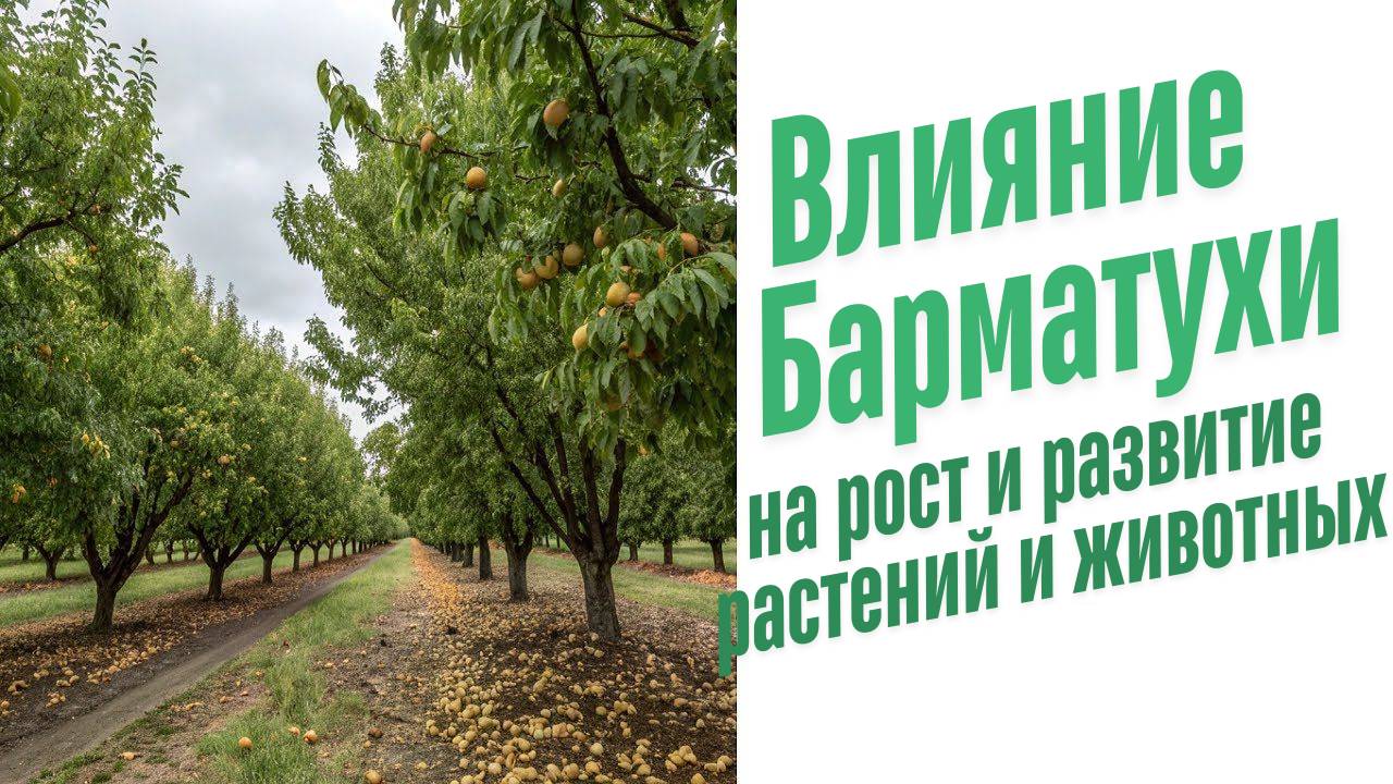 Влияние удобрений на рост и развитие растений и животных.