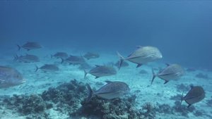 Мурена: история страсти / Moray Eel: a story of passion
