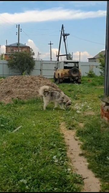 Бонька и мыльные пузыри 🐺 #маламут смотреть онлайн