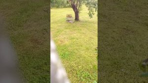 ловля дубоноса и чижа на заподок.