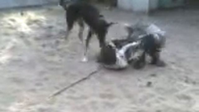 24 09, Йори и Лось, туснЯ смотреть онлайн