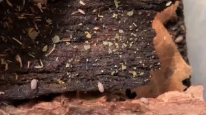 Мокрицы Armadillo officinalis