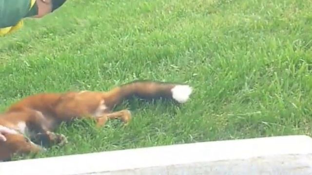 ручная лиса смотреть онлайн