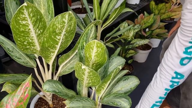 Beli aglaonema disni bisa sambil makan enak || Harga mulai 10rb Pepohonan Haji Apit смотреть онлайн