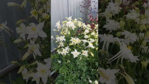 15.06 Аквилегия- цветение и обзор сортов 🌺🌺🌺