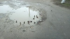 Воробьи купаются