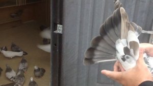 Торцовые Николаевские голуби