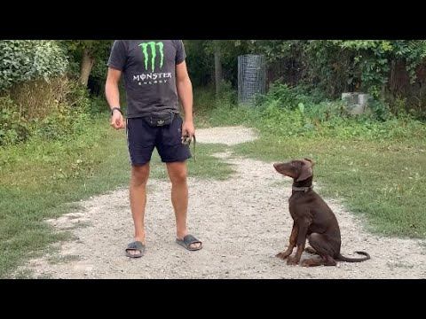 Дрессировка Добермана / Курс Послушания