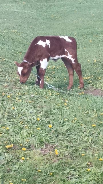 Кремниевый бычок. Биология живых существ на воде и кремнии. #shorts #бычок #кремний смотреть онлайн