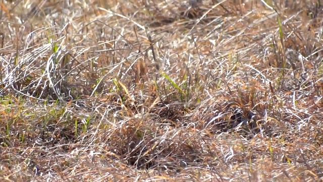 Суслик смотреть онлайн