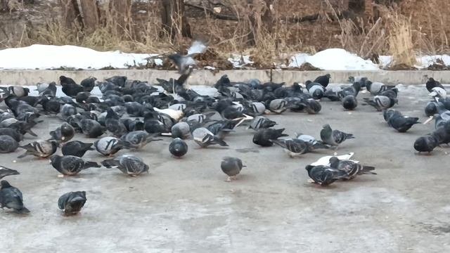 голуби