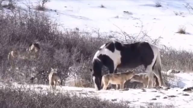 Лошадь встретила шесть диких волков и сделала то, что заставило фотографа вскрикнуть от увиденного смотреть онлайн