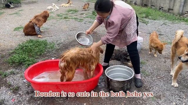 Abandoned dog looks so cute after bath смотреть онлайн