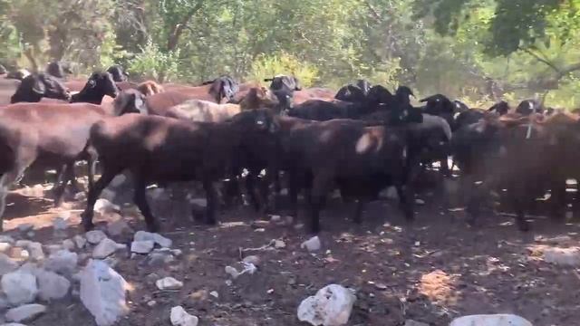 ГИССАРСКИЕ ОВЦЕМАТКИ, ЯРКИ | ХИСОРИ СОВЛИКЛАР, СОВЛИК-КОЗИЛАР 🇺🇿🔥 смотреть онлайн
