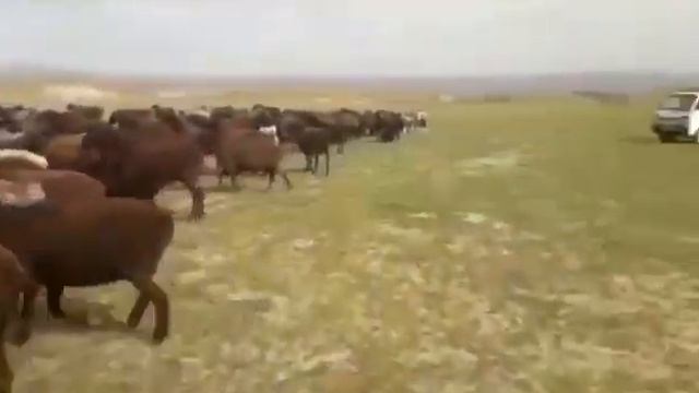 ХИСОРИ ОНА-БОЛА КОЙЛАР. ОКОТ 2021. +998991234666 (Отабек). ГИССАРСКИЕ ОВЦЫ