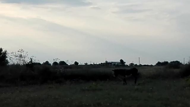 Осел в городе смотреть онлайн