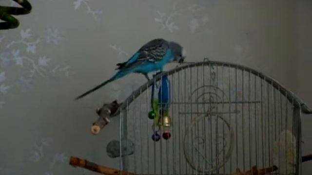 Попугай и колокольчик смотреть онлайн