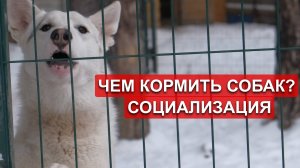 Чем кормить охотничьих лаек? Воспитание и содержание лаек. Моя первая лайка.