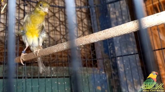 TERSEDIA DISINI!!!BURUNG FINCH,SANGER,BLACKSHOORT,KICAUAN DAN MASTERAN смотреть онлайн