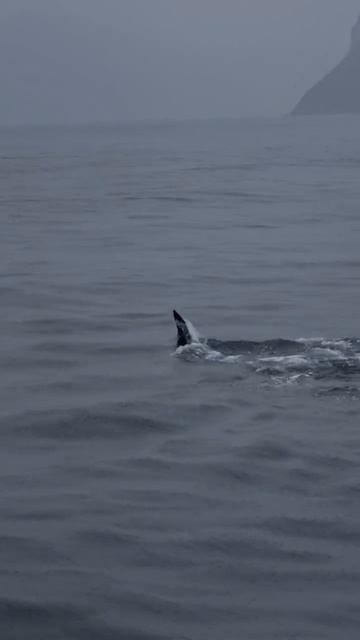 #russia #россия #kamchatka #камчатка #путешествуемпороссии #касатка смотреть онлайн