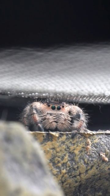 Cute Jumping Spider cleans and looks #shorts смотреть онлайн
