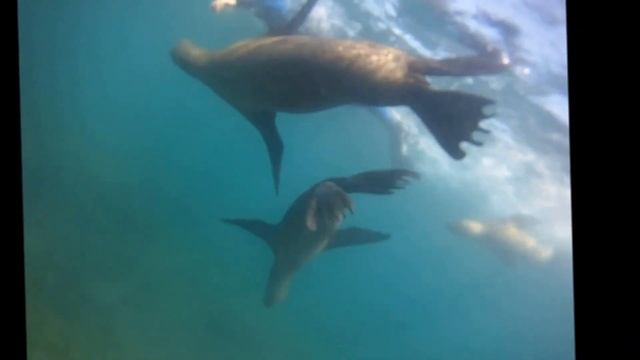 Scuba Diving with Sea Lions: Octopus' Garden смотреть онлайн