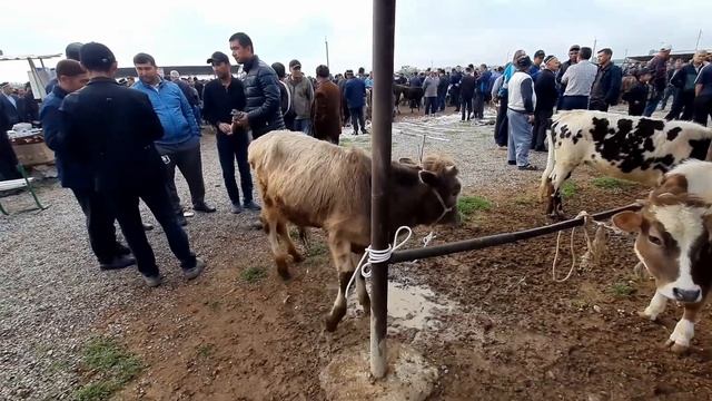 Голланд Моллар Хавас Килади Бу Бозорни Каранг!