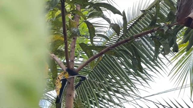 Farm Tour After First Rain + Our Rarest Tropical Fruit Tree in our Food Forest