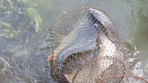 Карп, сазан....улов на озере Орел