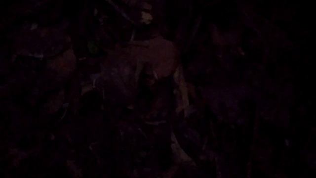 Espera no pé de maniva. Como se chamar essa fruta em sua região? смотреть онлайн