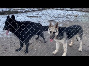 БЕГАЮТ И ИГРАЮТ БЕЗ ОСТАНОВКИ-Восточно-европейская овчарка и Немецкая овчарка