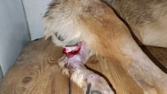 Тбилиси 🇬🇪 Грузия Приют Тамаза Элизбарашвили 💌🐕🙏🍀Paypal : Elizbarashvilidog@yahoo.com смотреть онлайн