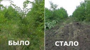 Заросший участок орехового сада.