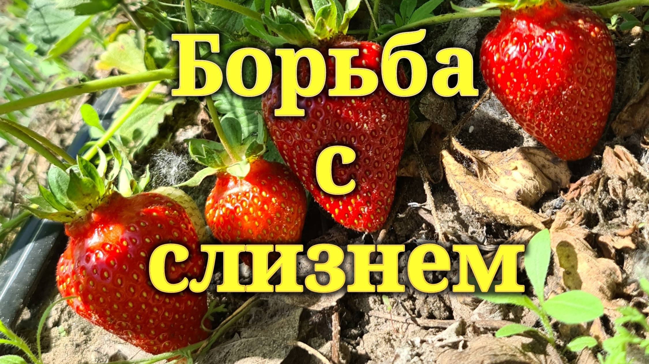 Как бороться со слизнем на клубнике смотреть онлайн