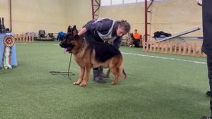 QUITO v. Team Huhnegrab +++ №42 описание