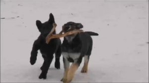 Питомник вео Бастион Фортуны