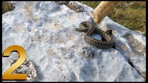 #TOP 4# I serpenti più pericolosi d'Italia