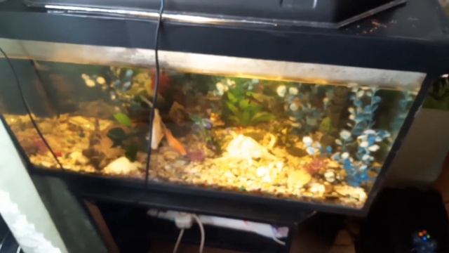 АКВАРИУМ НАЧАЛО! смотреть онлайн