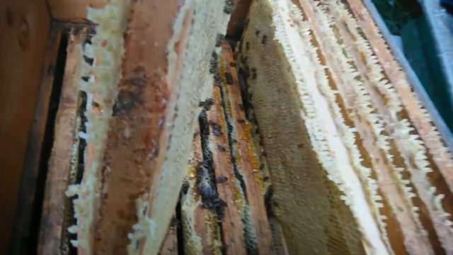 Качаем мёд к медовому спасу смотреть онлайн