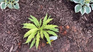 “Wiggles and Squiggles” hosta.  You CAN buy plants off ETSY with confidence.