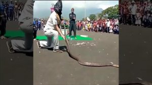 Snack show cobra 🐍