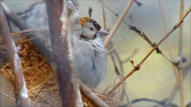 Long-Tailed Paradise Whydahs смотреть онлайн