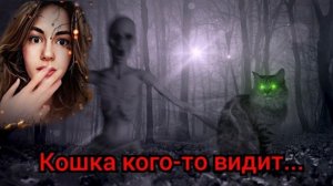 КОШКА ЧУВСТВУЕТ ПРИЗРАКОВ/ Страшные истории/ Мистика в моей жизни/Страшилки на ночь/Мистические